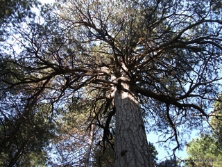 Pinus nigra Arnold aetnensis
